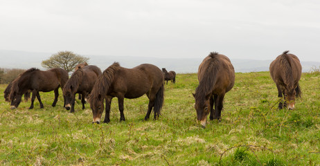 Fototapeta premium Exmoor Ponies Quantock Hills Somerset England UK.