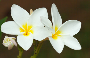 Fototapeta na wymiar fleurs blanches de frangipanier