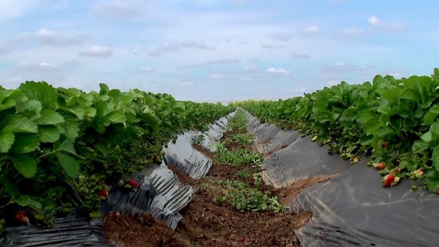 Strawberries at garden beds