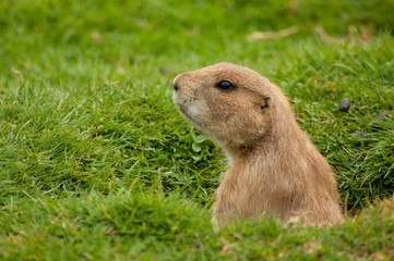 prairie dog