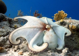 posing octopus