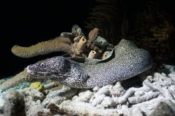 spotted moray eel at night