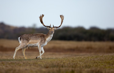 Fallow Deer male