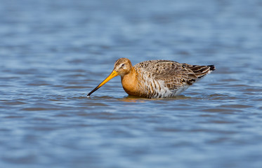Black tailed godwit