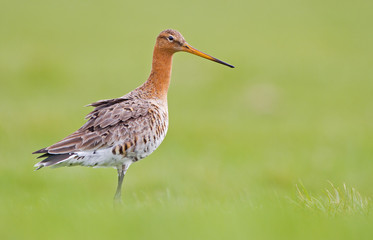 Black tailed godwit