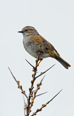 Dunnock