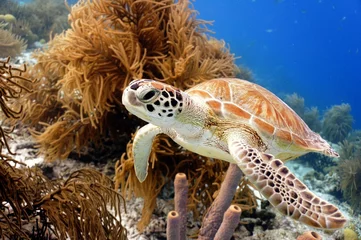 Abwaschbare Fototapete Schildkröte Grüne Meeresschildkröte