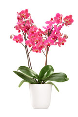 Pink orchid in a white pot with many flowers