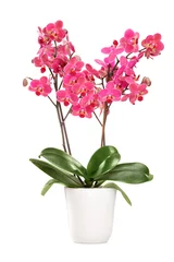 Photo sur Plexiglas Orchidée Orchidée rose dans un pot blanc avec beaucoup de fleurs
