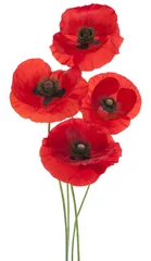 Papier Peint photo Lavable Coquelicots coquelicot