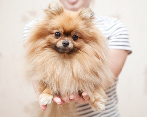 Obraz premium cute Pomeranian dog in the hands looking at the camera