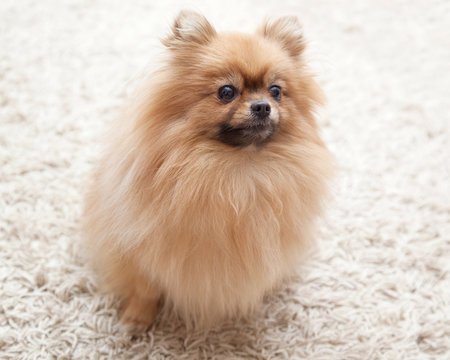 fluffy Pomeranian dog sitting on a beige carpet