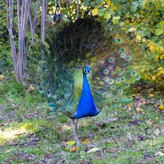 Obraz premium Portrait of peacock