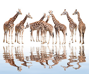 giraffes isolated