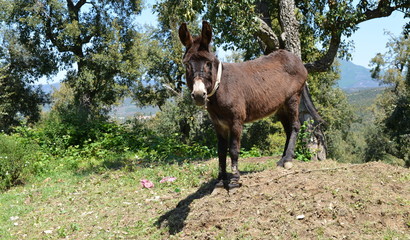 Fototapeta premium âne