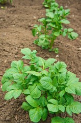 planting organic potatoes