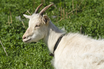 goat in the pasture