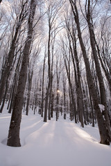 winter forest trees covered with snow sun showing through