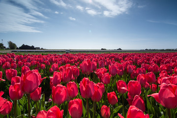 champ de tulipes avec un ciel bleu
