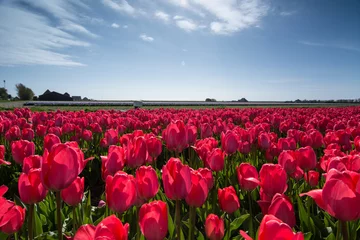 Wall murals Tulip field of tulips with a blue sky
