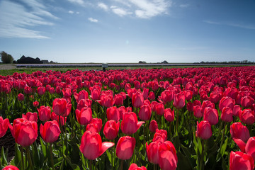 field of tulips with a blue sky