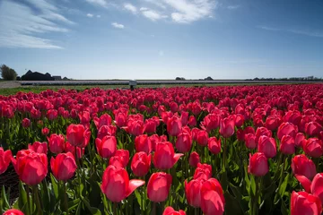Peel and stick wall murals Tulip field of tulips with a blue sky