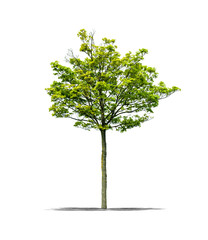 Arbre sur fond blanc