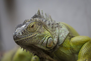Iguana