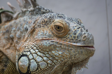 Fototapeta premium Iguana