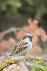 Wild House Sparrow Uk