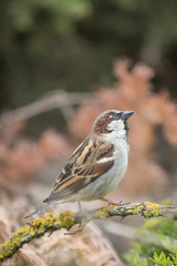 Wild House Sparrow Uk