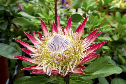 Pink protea plant (Cynaroides) in bloom.