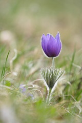 Kuhschelle / Küchenschelle (Pulsatilla)