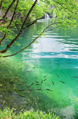 Fish in pure transparent water of Plitvice lakes