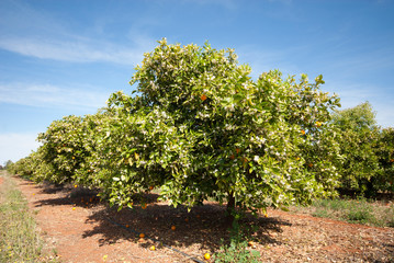 Fototapeta na wymiar Orange Trees