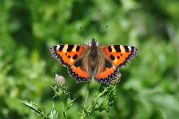 Small Tortoiseshell Butterfly