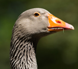 PRIDE TO BE A DUCK