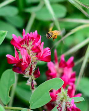 Honey bee flying