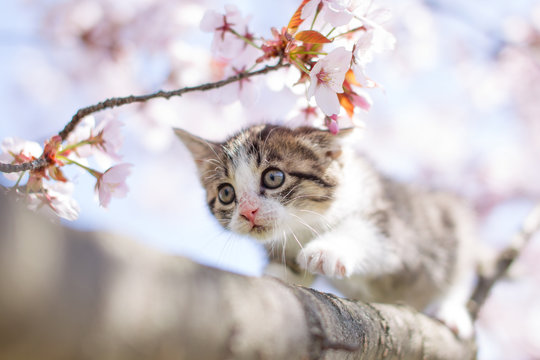 子猫と桜