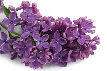 Obraz premium beautiful lilac flowers on white