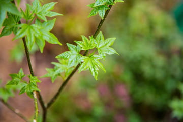 First Leaves