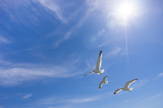 羽ばたく鳥 の画像 32 957 件の Stock 写真 ベクターおよびビデオ Adobe Stock 羽ばたく鳥 の画像 32 957 件の Stock 写真 ベクターおよびビデオ Adobe Stock