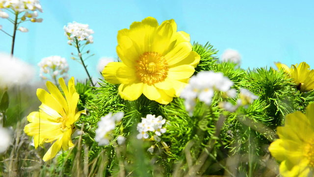 Yellow flowers (Adonis vernalis) on green field with blue sky