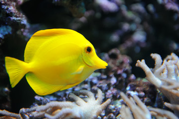 Fototapeta na wymiar Tropical yellow tang on a coral reef