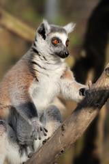 Obraz premium Lemur