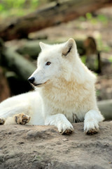 White wolf