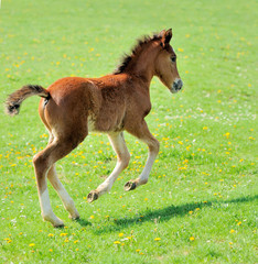 Fototapeta premium Horse