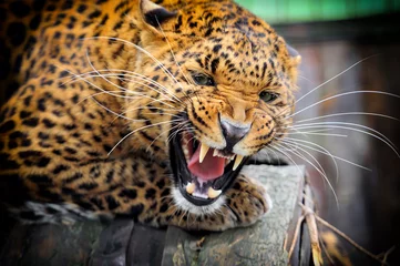 Foto auf Alu-Dibond Leopard © byrdyak