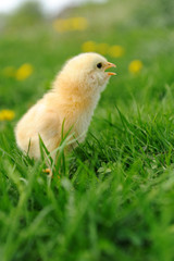 Little chicken