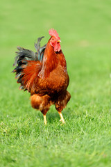 Rooster